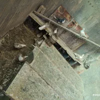 کفتر‌چادری|پرنده|پاکدشت, حصار امیر|دیوار