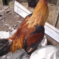 خروس لاری اوشامو