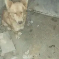 فعالیتهای اجتمایی سگهاپیداشده|حیوانات|سبزوار, ایزی شهر|دیوار