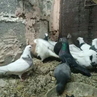 کبوتر سالم پرشی|پرنده|عجب شیر, |دیوار