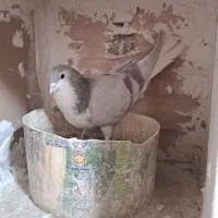 ساده فولادی|پرنده|سبزوار, همت|دیوار