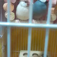 فروش یک جفت فنچ