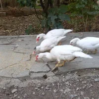 اردک اسراییلی سفید