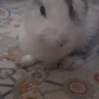 واگذاری رایگان خرگوش لوپ