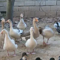 تخم غاز نطفه دار