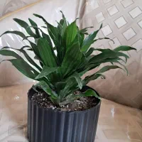 گل های طبیعی