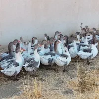 غاز|حیوانات مزرعه|بروجرد, |دیوار