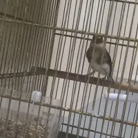 سهره نر جوجه سال تازه داره صاف میکنه|پرنده|فسا, |دیوار