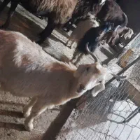 بزغاله ماده|حیوانات مزرعه|زاغه, |دیوار