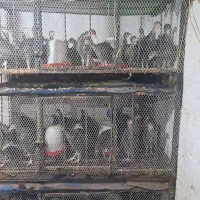 جوجه بوقلمون برنز با کیفیت|حیوانات مزرعه|قائم‌شهر, |دیوار