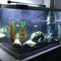 آکواریوم شرکتی شیشه خم با لوازم و ماهی