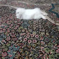 خرگوش لوپ|موش و خرگوش|کرمان, |دیوار