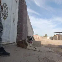 توله 6ماهه نر