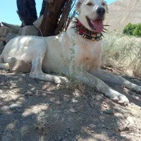 سگ توله
