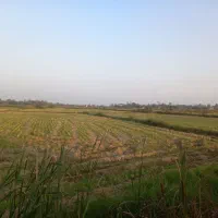 فروش۱۶هزارمتر زمین کشاورزی سنتی بر جاده|فروش زمین و ملک کلنگی|شفت, |دیوار