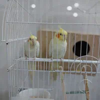 جفت عروس هلندی لوتینو چشم شرابی کارداده درجه یک