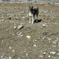 واگذاری سگ سرابی گله ای ونگهبان