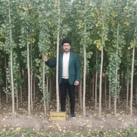 نهال صنوبر نیگرا،مناسب کاشت انبوه و درآمد میلیاردی|خدمات باغبانی و درختکاری|سقز, |دیوار