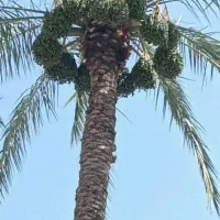 تمیز کردن نخل ، بریدن قنداق