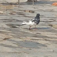 کفتر بومب فوری|پرنده|گلبهار, شهر جدید گلبهار|دیوار