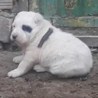 توله سگ نر و ماده روس و ترکمن