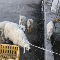 تعدادی بزغاله و بره|حیوانات مزرعه|زاهدان, |دیوار