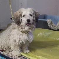 سگ  خیلی خوب وباهوش