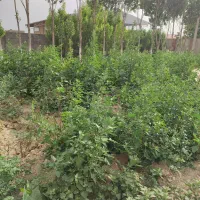 نگهبان باغبانی نظافت