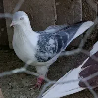 تعدادی ماده قشنگ و هوایی|پرنده|دورود, |دیوار