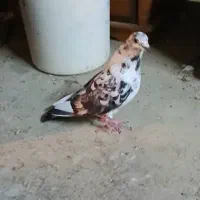 کبوتر گوره دورگ گم کردم