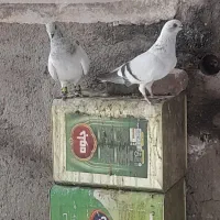 کفتر کبوتر سبز شامی