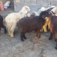 بره.میش.گوسفند