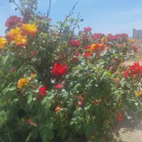 سرویس ایاب و ذهاب بانوان محترم کارمندی و تابستانه