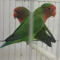 کوتوله طوطی برزیلی نر