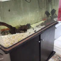 اکواریوم