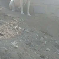 یک عدد سگ سرابی 18ماهه