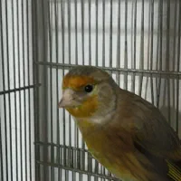 سهره قناره نرخوش رنگ|پرنده|کرمانشاه, |دیوار