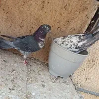 کفتر نرو ماده سوسکی