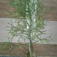 فروش گل