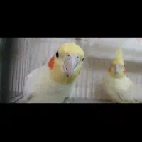 سالن پرورش عباسی|پرنده|شوشتر, |دیوار