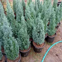 تولیدی گل و گیاه (فضای سبز)|خدمات باغبانی و درختکاری|تنکابن, |دیوار