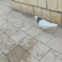 کفتر