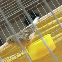 قناری ابلغ زرد هشت ماهه توپر کشیده|پرنده|خمینی‌شهر, |دیوار