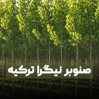 فروش نهال صنوبر نیگرای ترکیه با کیفیت فوق‌العاده