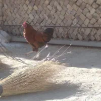 خروس های جوان و زیر قیمت