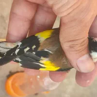 سهره جوجه امسالی کراوات گل بلند|پرنده|اسلامشهر, شهرک امام حسین (میان آباد)|دیوار