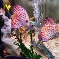 آکواریوم دلسا|ماهی|تهران, هفده شهریور|دیوار