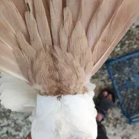 جفت دمدار|پرنده|راور, |دیوار