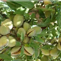 آغاز  فروش نهال بادام درنهالستان قنبری