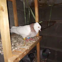 کبوتر